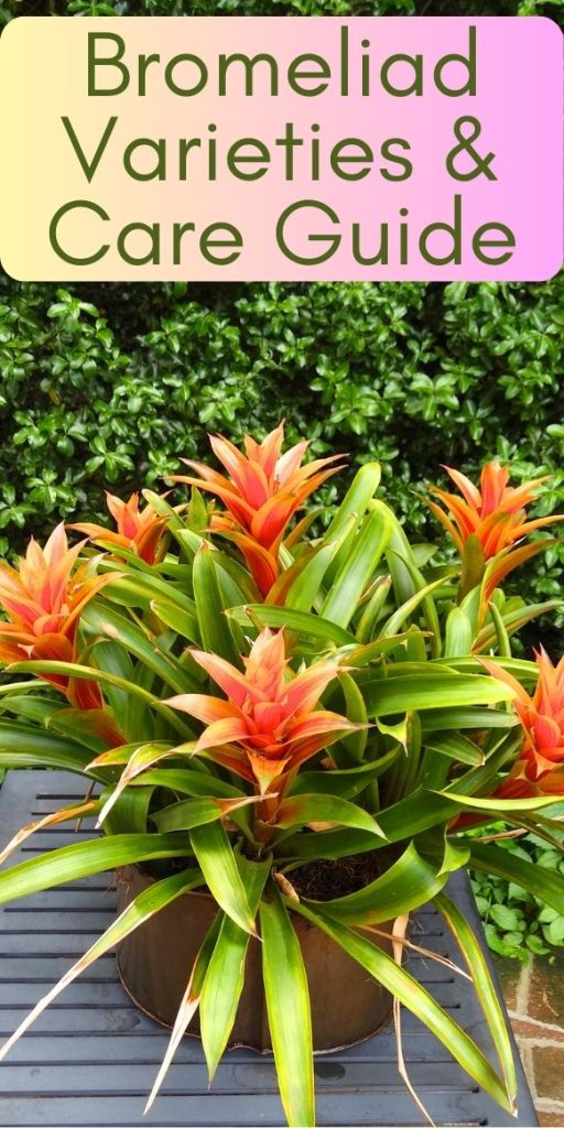 Bromeliad Varieties and Care Guide