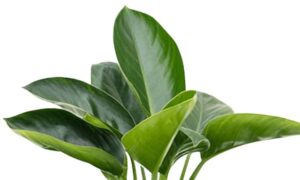 philodendron million