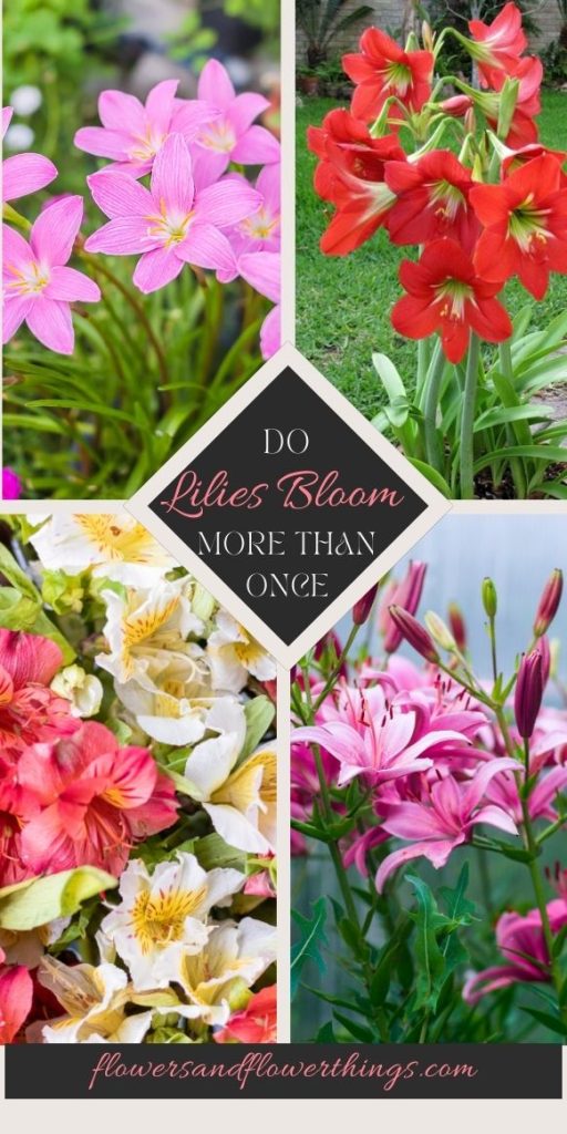 do lilies bloom more than once