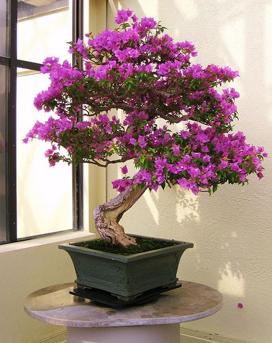 begonie scarlatte bonsai