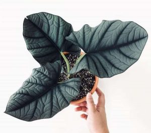 Alocasia nebula