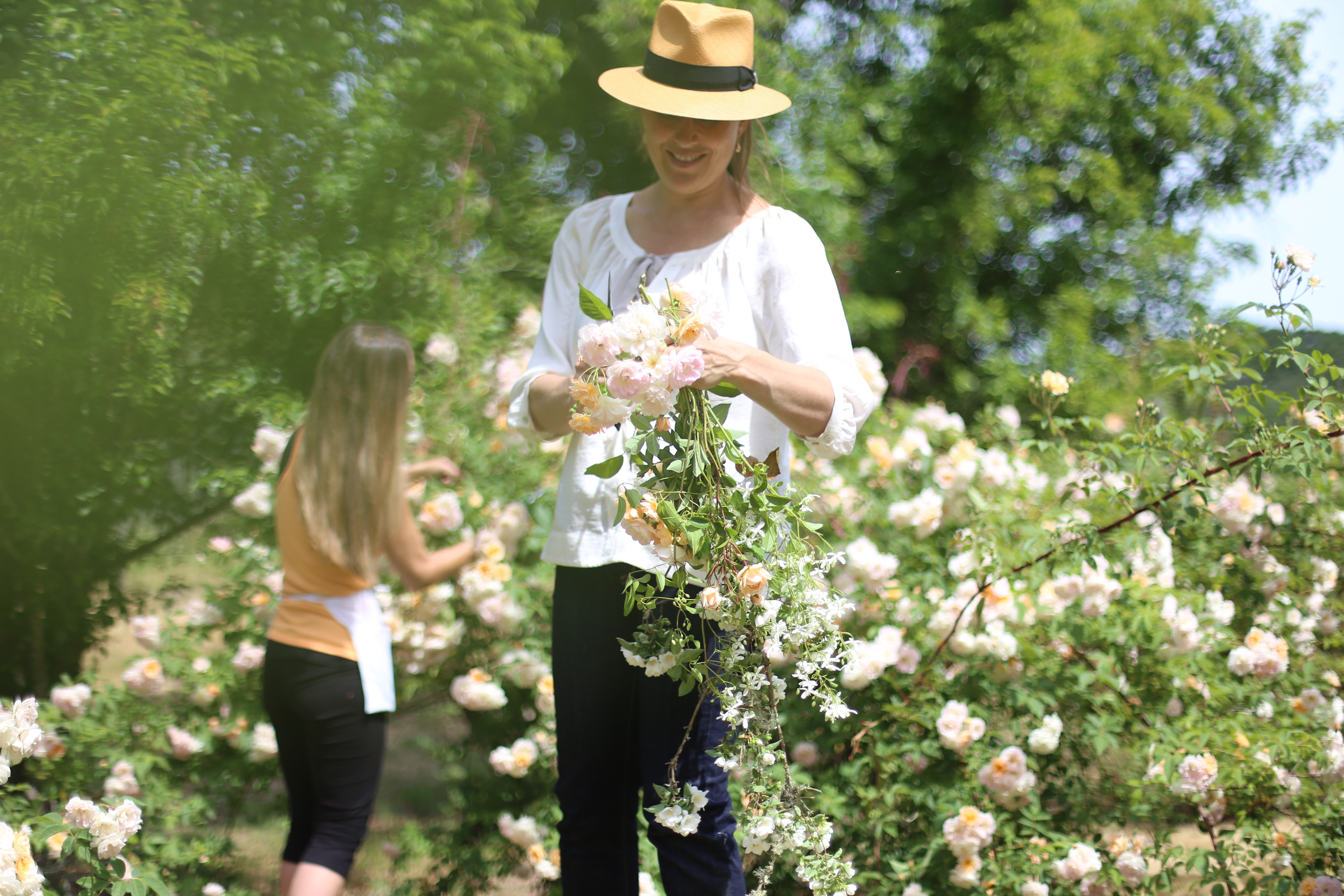 Ariella at Chalk Hill Clematis