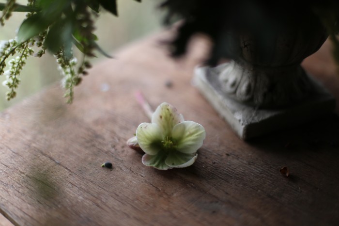 helleborus