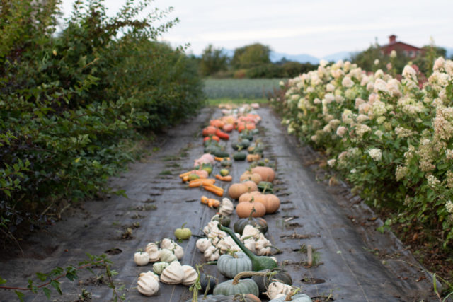 Le zucche e le zucche ornamentali allineate a Floret Farm.