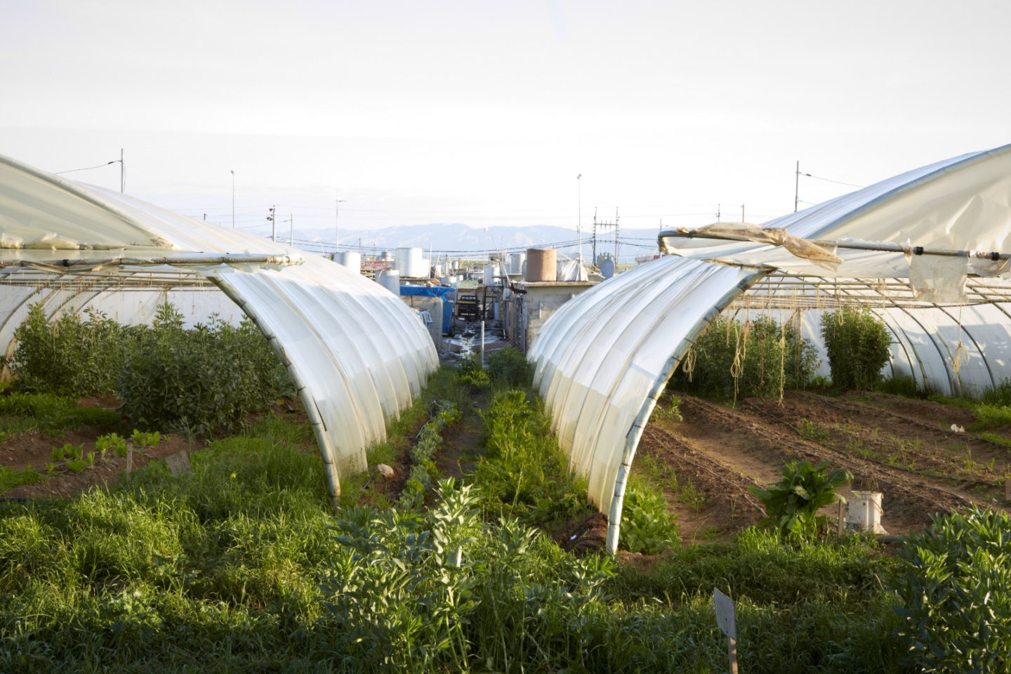 Hoophouses in community garden