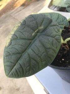 Alocasia melo