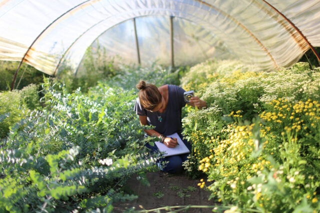 Professionista dei fiori che prende appunti in serra