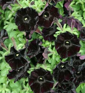 Petunia Black Magic