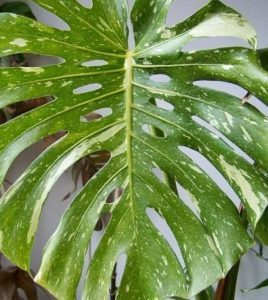 monstera deliciosa thai constellation