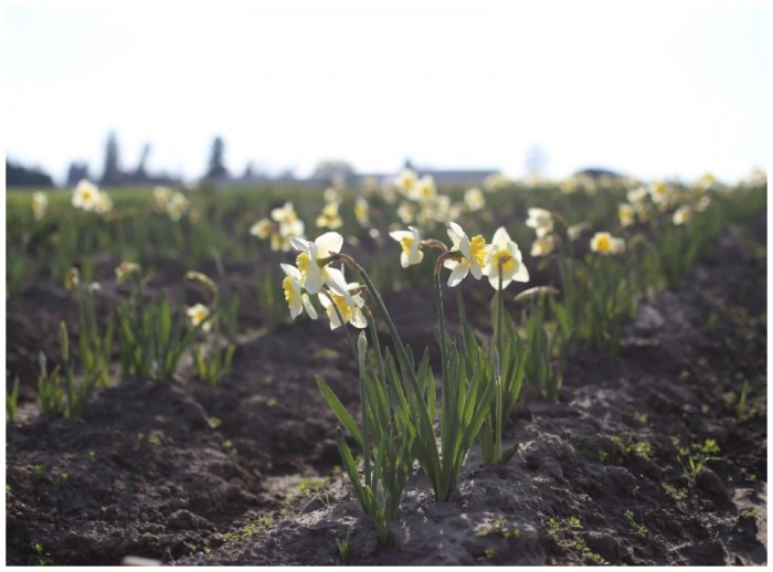 daffodils