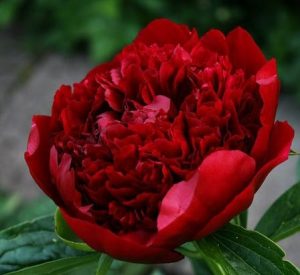 Peonie Rosse