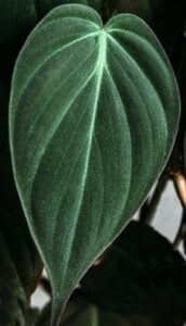 Philodendron Micans