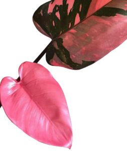 Philodendron Pink Princess