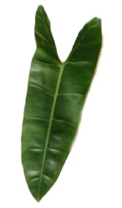 Philodendron Billietiae