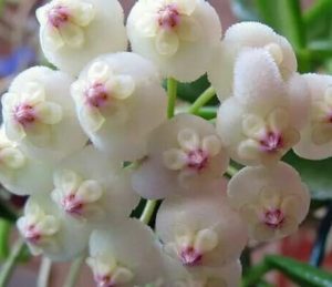 Hoya Rotundiflora