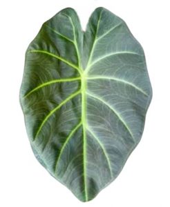 Alocasia Regal Shield