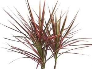 dracaena colorama