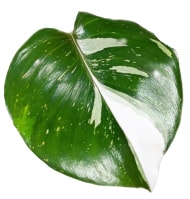 Philodendron white knight