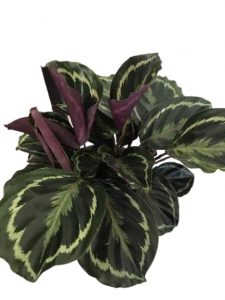 calathea medallion