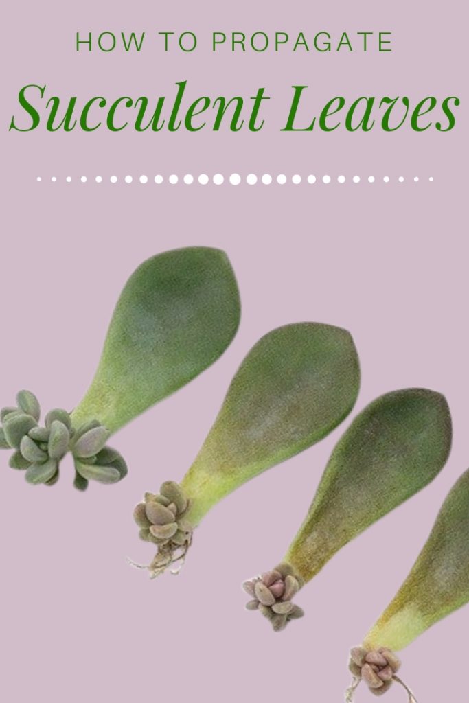 Come propagare le foglie di succulenta