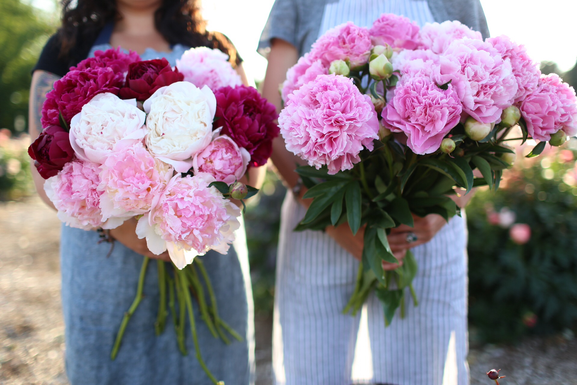 Peonie Floret