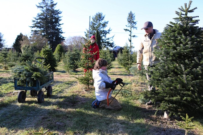 Jasper che taglia l'albero