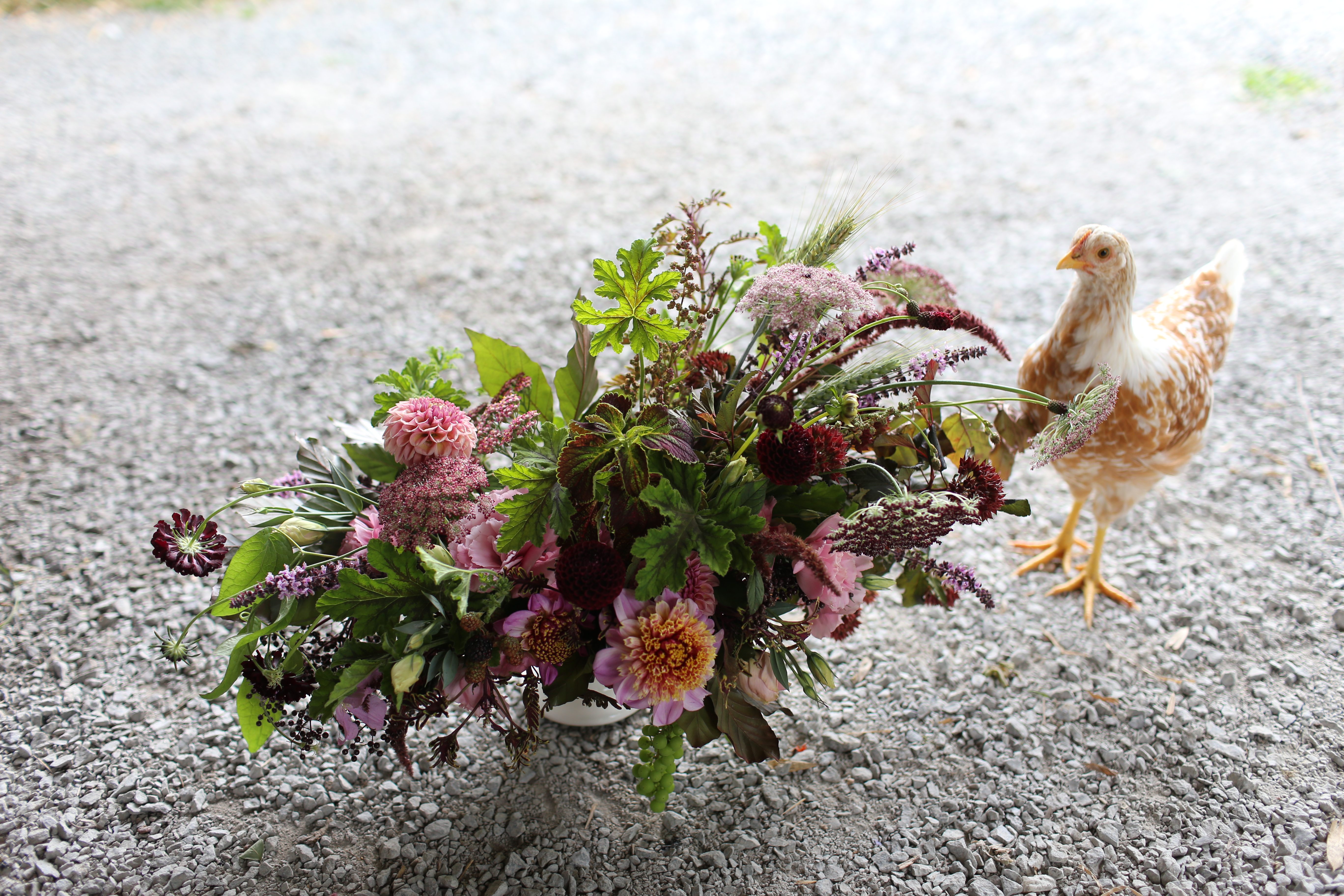 fiori di pollo