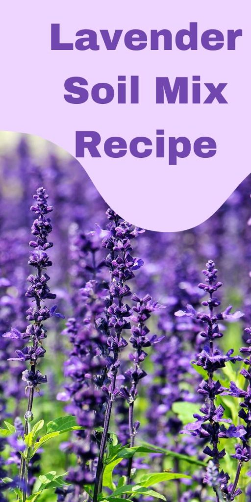 Ricetta del Mix di Terreno per Lavanda