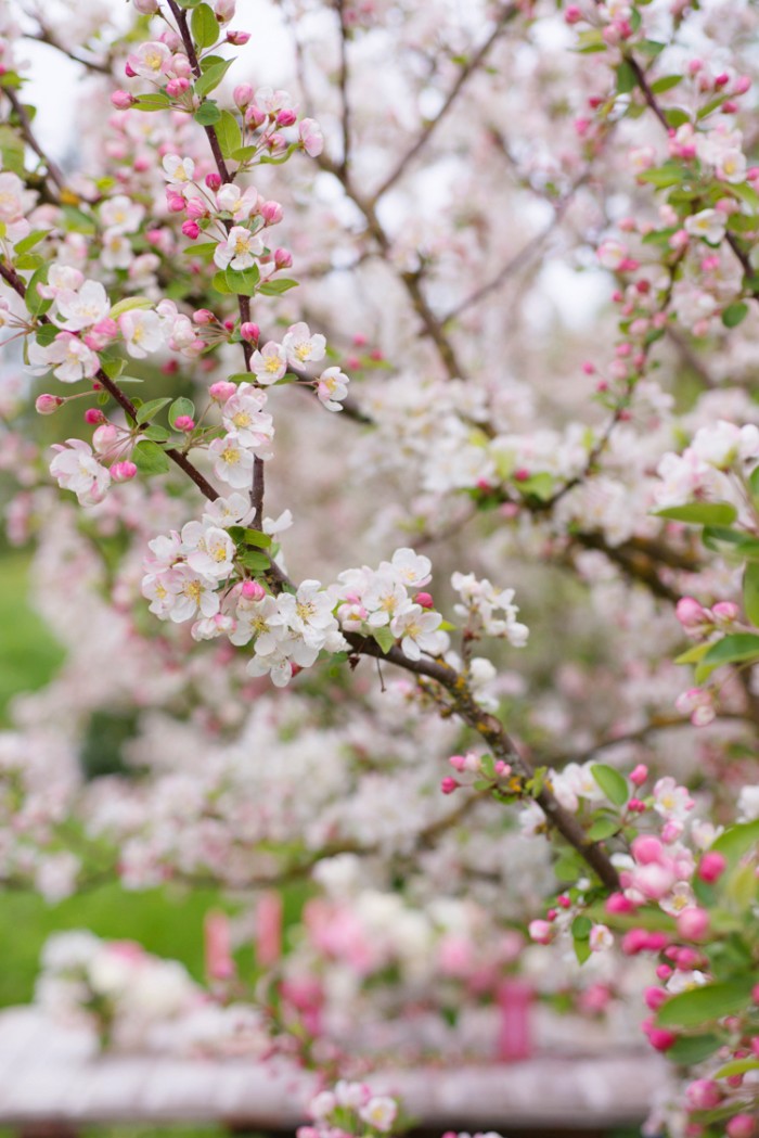 Fiori dell'azienda Floret, fotografia di Georgianna Lane