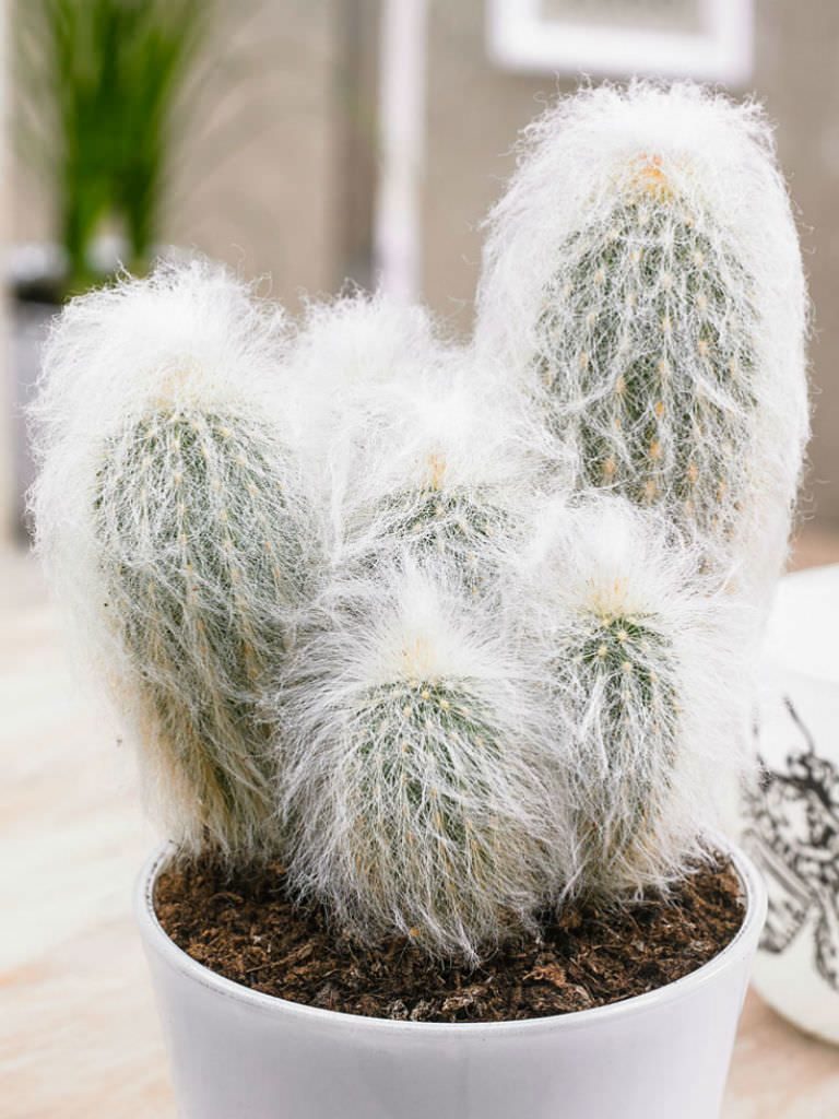 Cactus Peruviano Old Lady