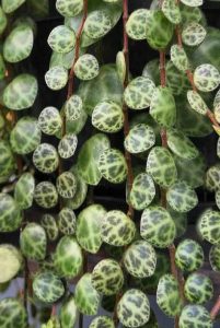 peperomia prostrata