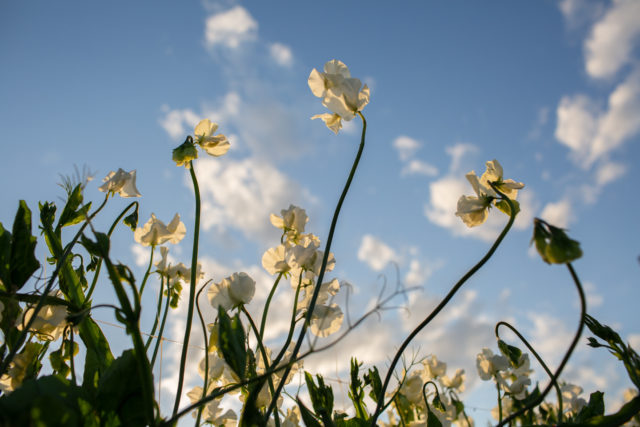 Fiori di pisello bianco presso Floret