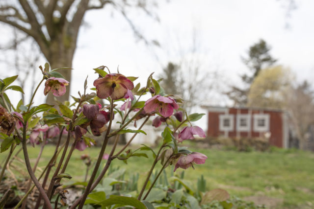 Hellebori alla Floret Flower Farm