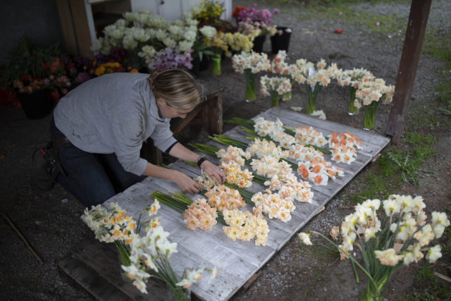 Erin di Floret che sistema giacinti pesca