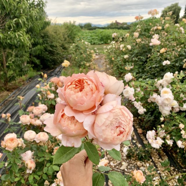 Un Anno di Fiori - Rosa da Giardino