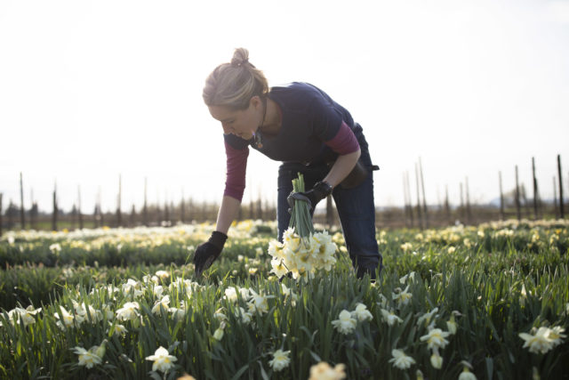 Erin a Floret mentre raccoglie narcisi