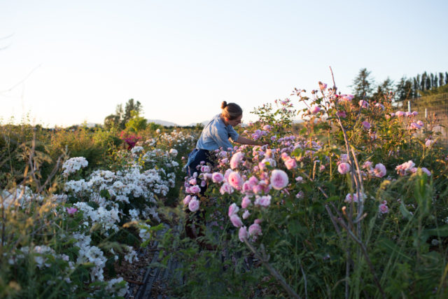 Erin Benzakein che raccoglie una rosa nei campi di Floret