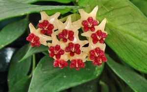 hoya polyneura