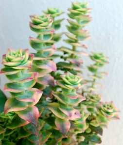 Crassula perforata