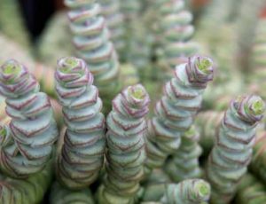 Crassula rupestris